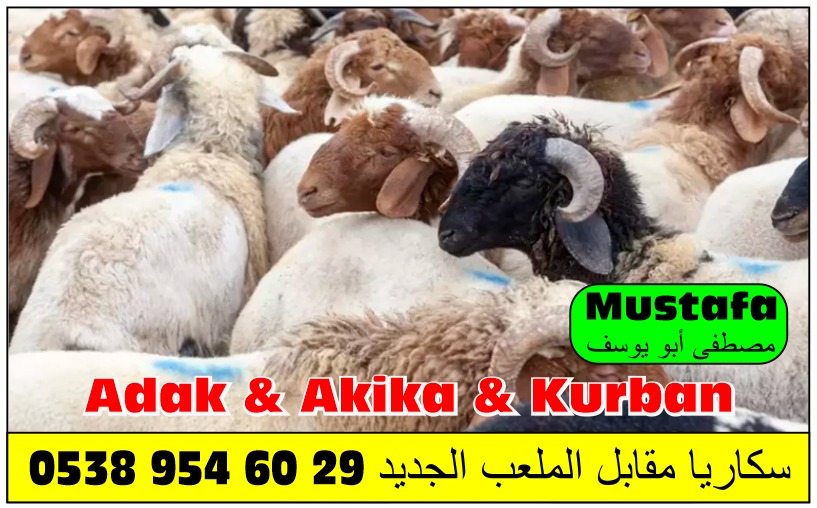 مزرعة الشيخ ابو يوسف افضل مزرعة لبيع الاضاحي في سكاريا 